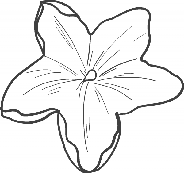 Pumpkin Flower coloring page image