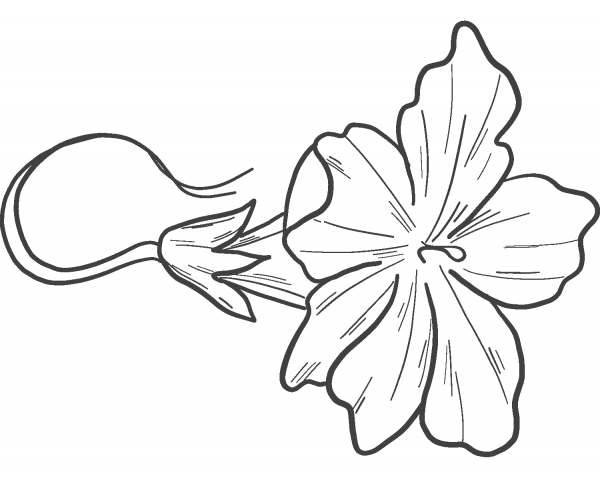 Pumpkin Flower coloring page image