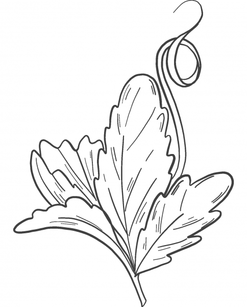 Pumpkin Leaf coloring page image