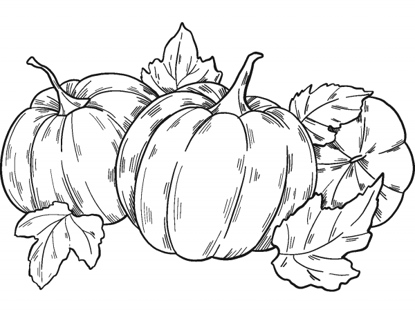 Pumpkin Patch coloring page image