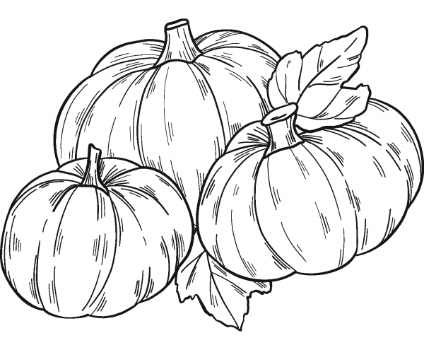 Pumpkin Patch coloring page image