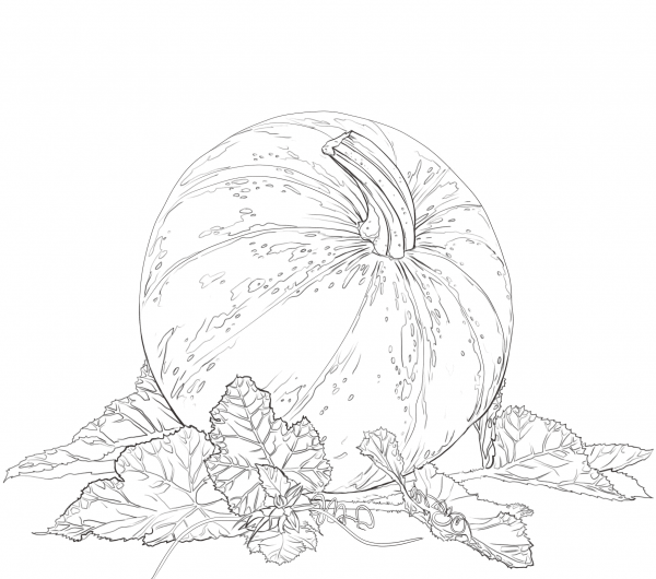 Pumpkin with Leaves coloring page image