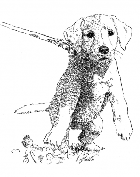 Puppy coloring page image