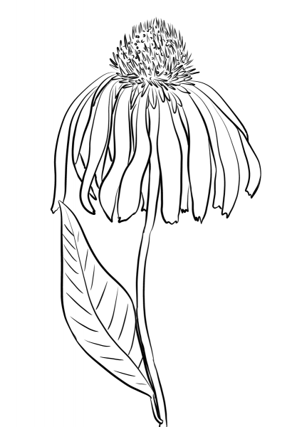 Purple Coneflower coloring page image