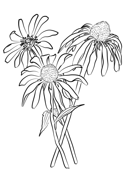 Purple Coneflower (Echinacea Purpurea) coloring page image