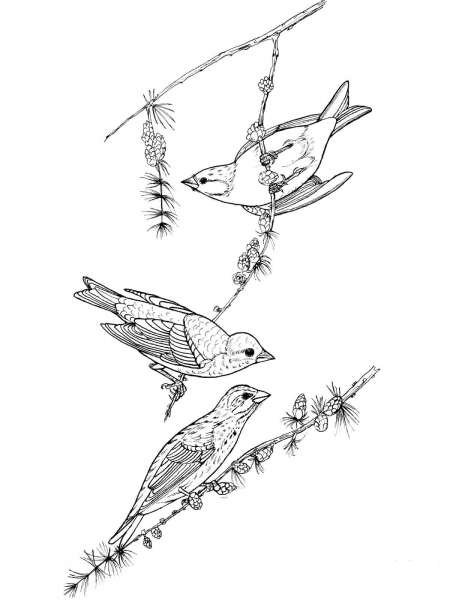 Purple Finch Birds coloring page image