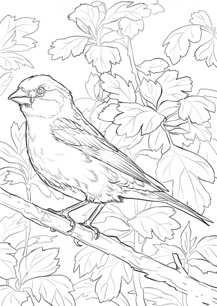 Purple Finch coloring page image