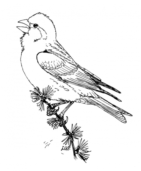Purple Finch coloring page image
