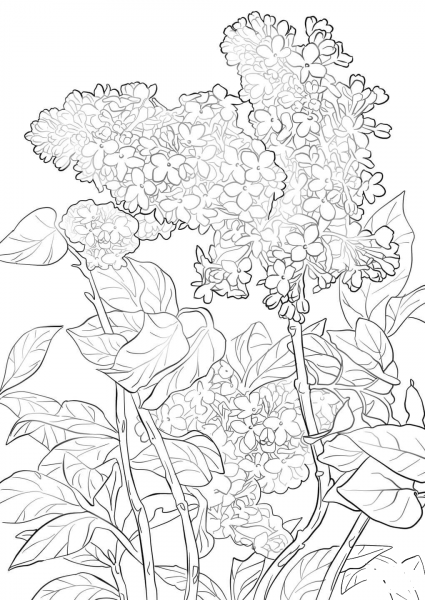 Purple Lilac coloring page image