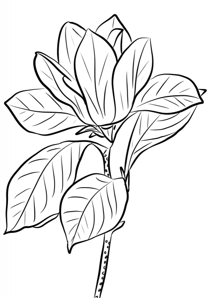 Purple Magnolia coloring page image