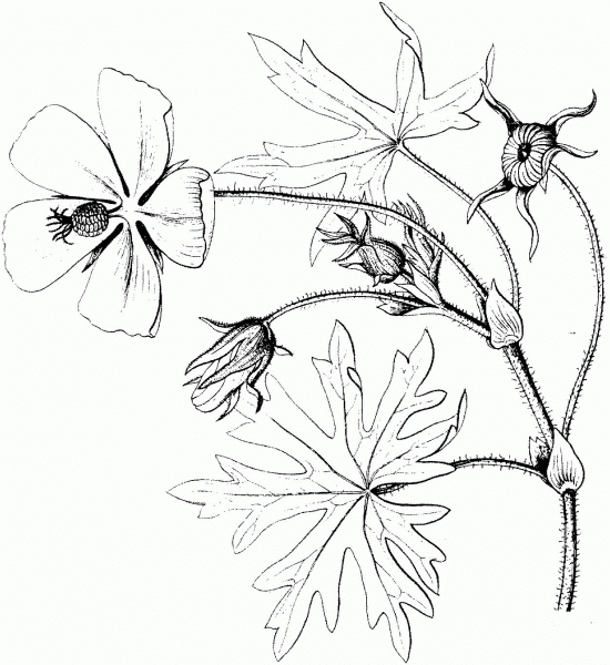 Purple Poppy Mallow coloring page image
