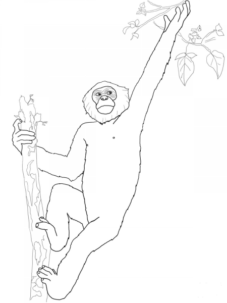 Pygmy Chimpanzee Bonobo coloring page image
