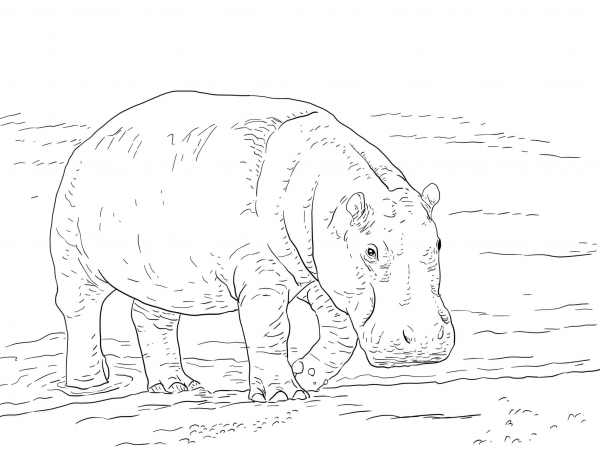 Pygmy Hippopotamus coloring page image