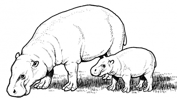 Pygmy Hippopotamus Mother with Baby coloring page image