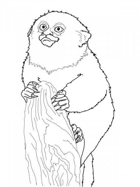 Pygmy Marmoset Monkey coloring page image
