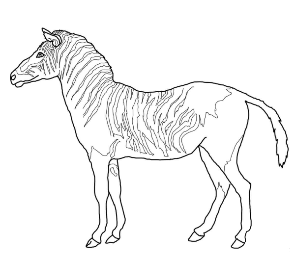 Quagga coloring page image