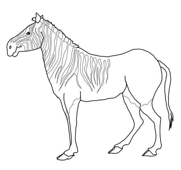 Quagga Zebra coloring page image