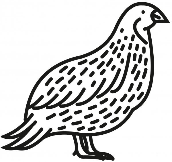 Quail coloring page image