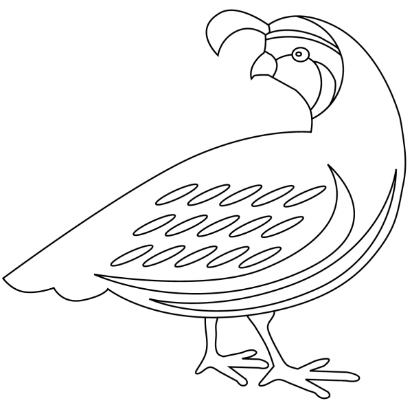 Quail coloring page image