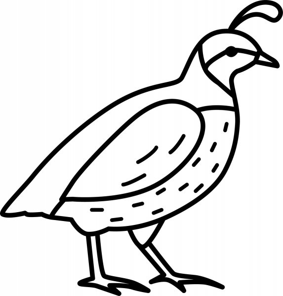 Quail coloring page image