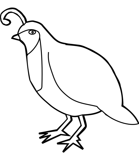Quail Ground Dwelling Bird coloring page image
