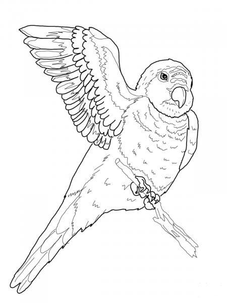 Quaker Parrot coloring page image