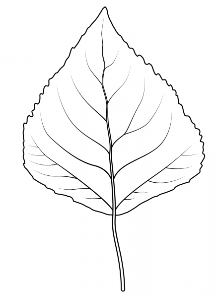 Quaking Aspen Leaf coloring page image