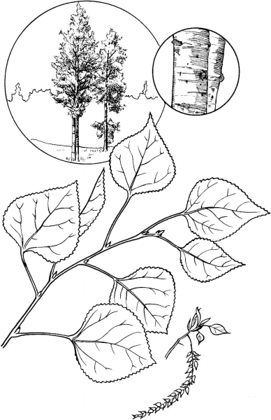 Quaking Aspen Tree coloring page image