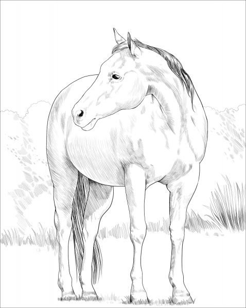 Quarter Horse coloring page image