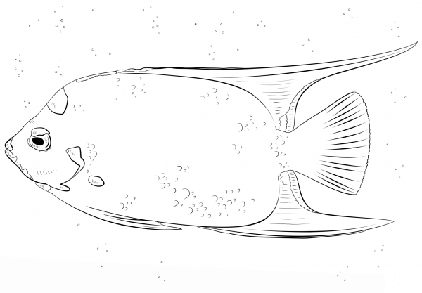 Queen Angelfish coloring page image