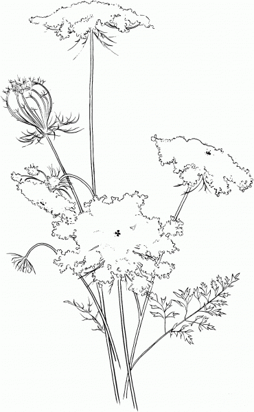 Queen Anne’s Lace coloring page image