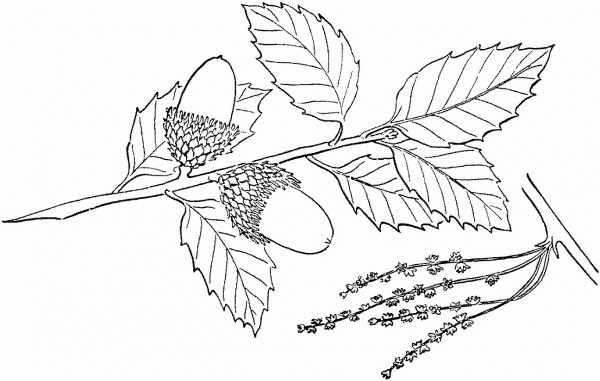 Quercus Suber or Cork Oak coloring page image