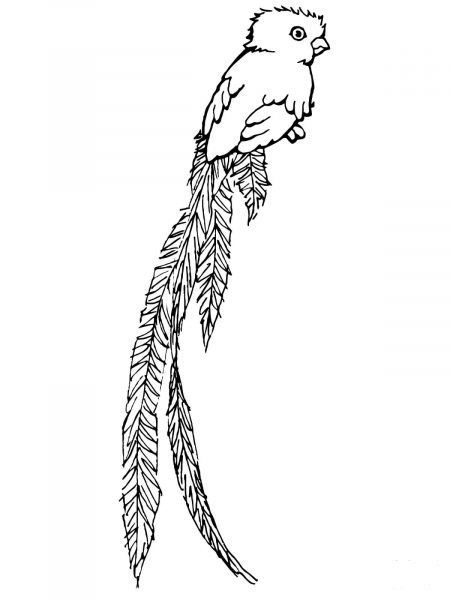 Quetzal Bird-of-Paradise coloring page image