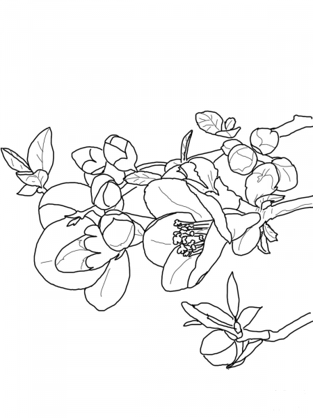 Quince Flower coloring page image