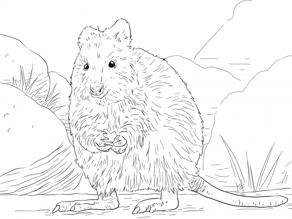 Quokka coloring page image