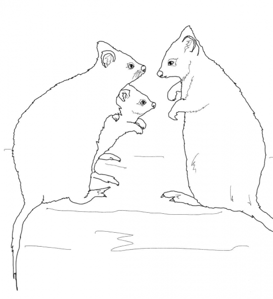 Quokka Family coloring page image