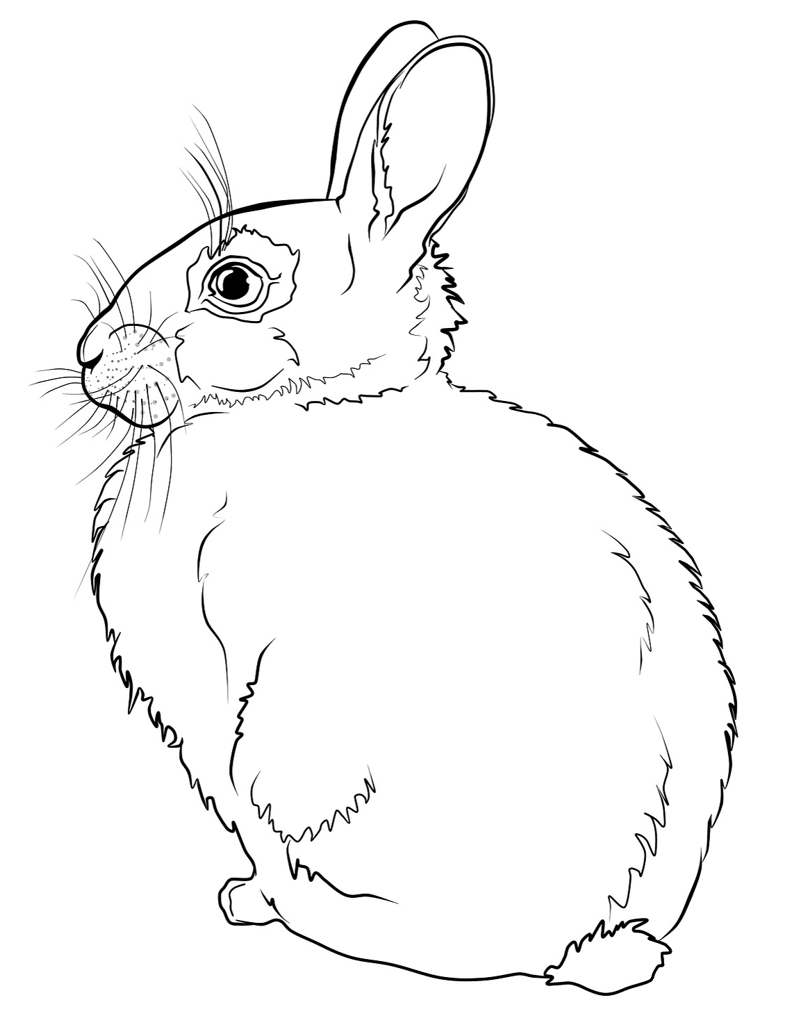 Rabbit coloring page - ColouringPages