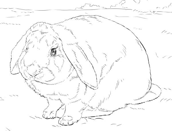 Rabbit coloring page image