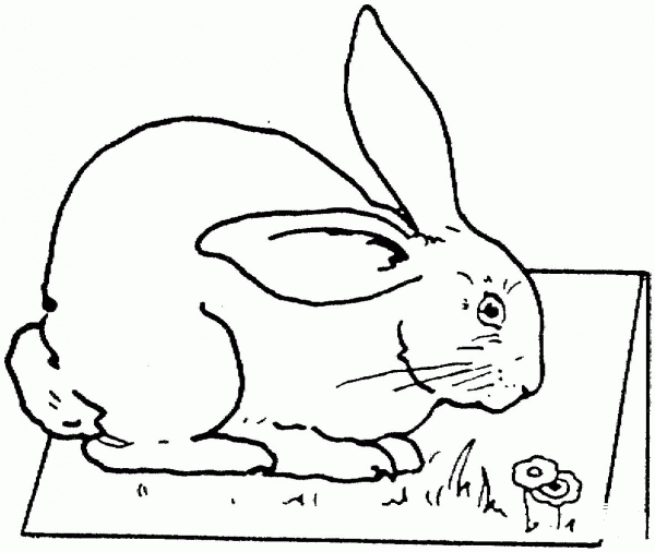 Rabbit On Table coloring page image
