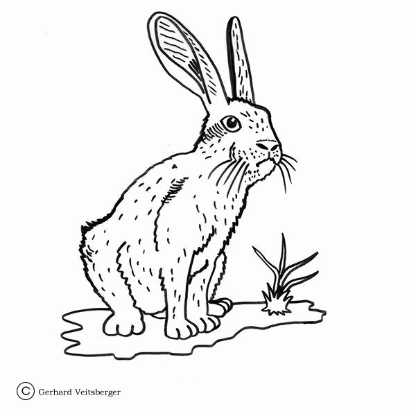 Rabbit Waiting for His Girlfriend  coloring page image