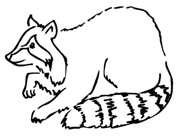 Raccoon coloring page image