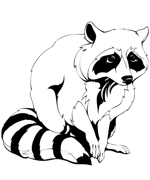 Raccoon coloring page image
