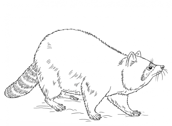 Raccoon coloring page image