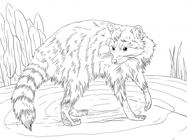Raccoon Looking Back coloring page image