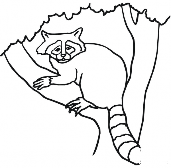 Raccoon on a Tree  coloring page image