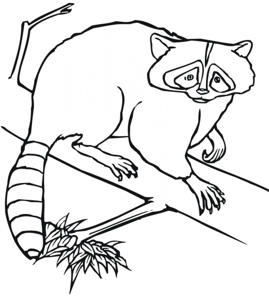 Raccoon Sits on a Tree coloring page image