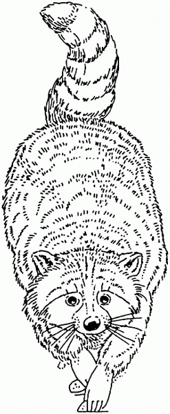 Racoon coloring page image