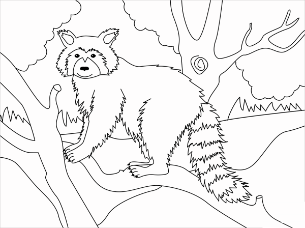 Racoon coloring page image