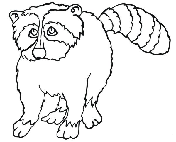 Racoon coloring page image