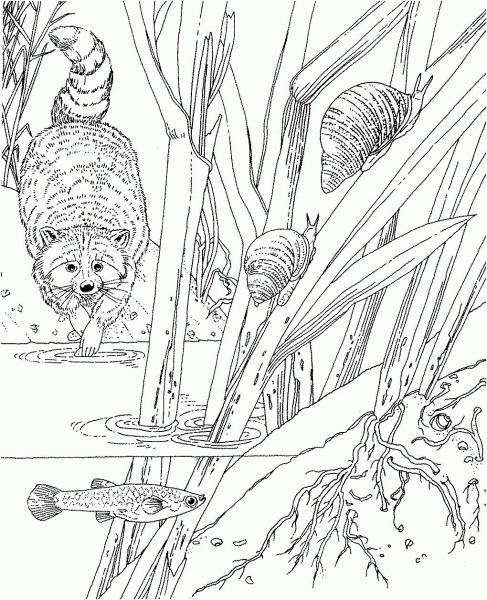 Racoon In The Forest coloring page image